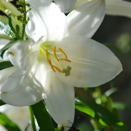 Il Palazzo 4* Сансеполькро