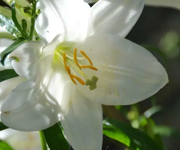 Il Palazzo 4* 산세폴크로